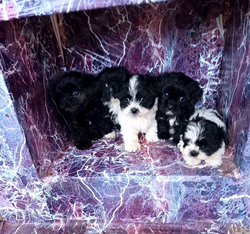 Catei bichon havanezi!