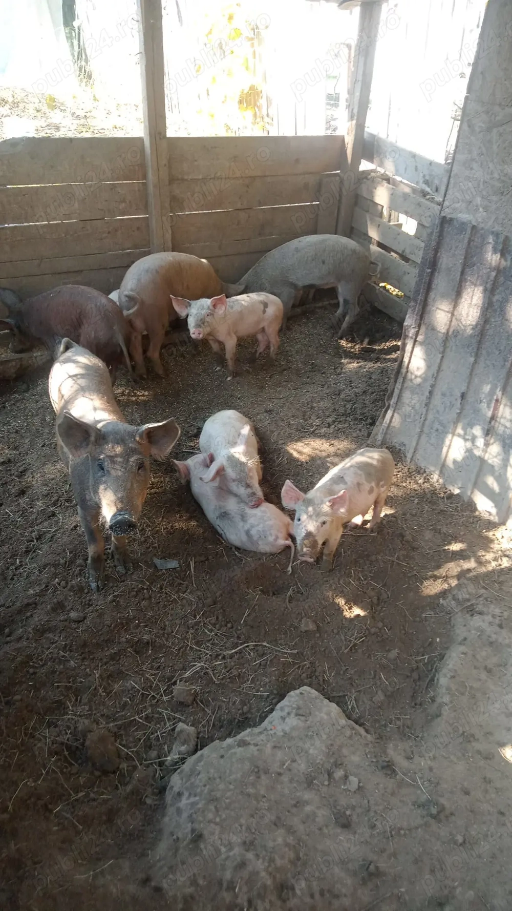 Porci Purcele si purceii mofleni dolj