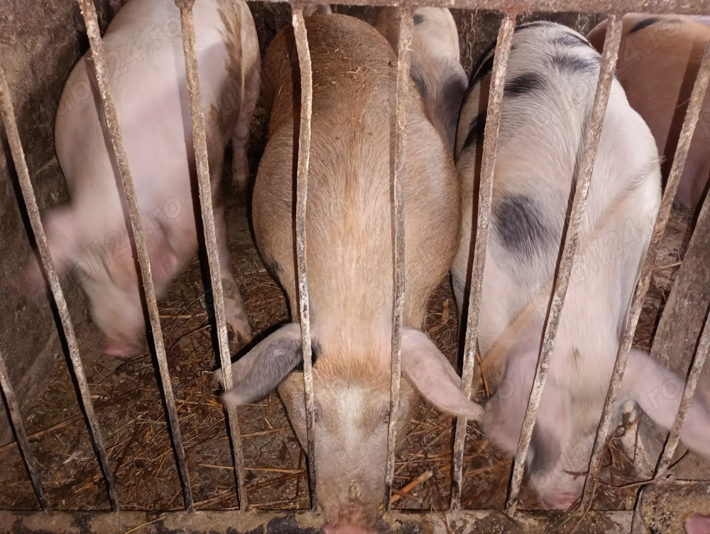 Porci tineri de vânzare 