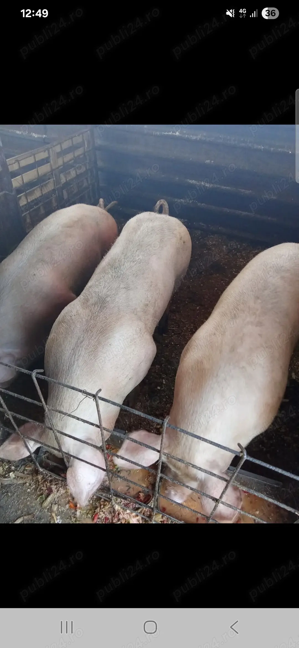 Porci de vanzare craiova mofleni 