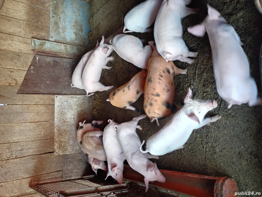 purcei 9 saptamani de vanzare