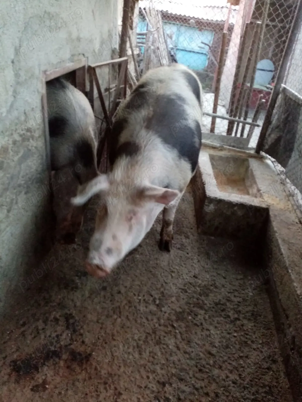 Porci de vanzare pentru craciun