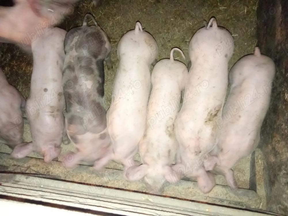 Purcei de carne Pietrean alb 2 luni