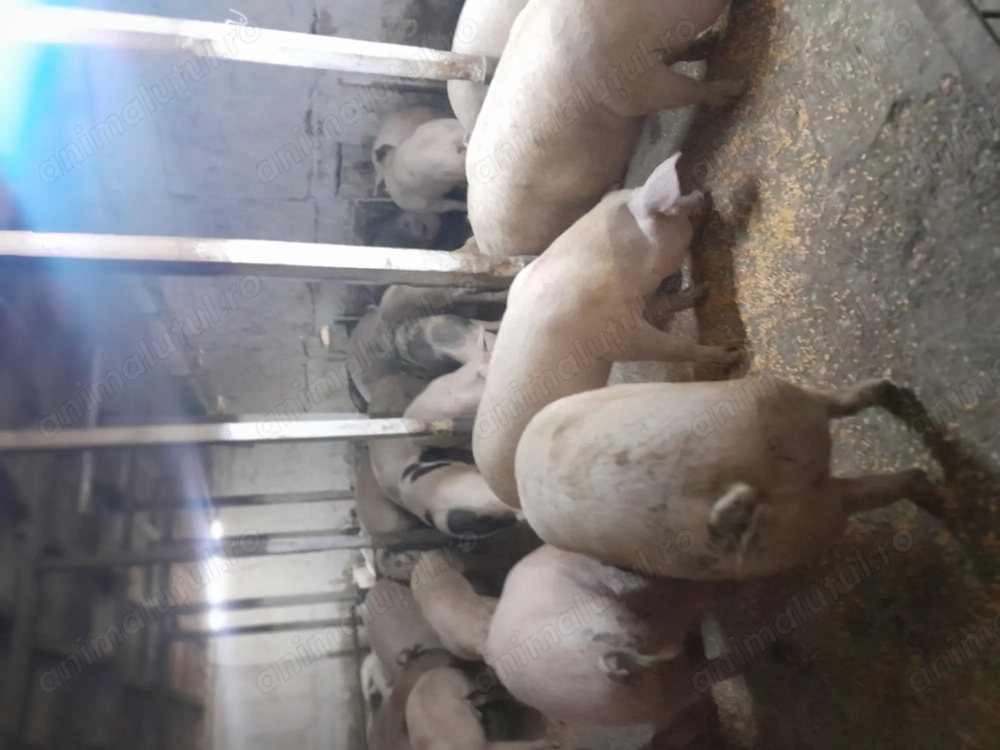 Porci de vinzare 19 lei