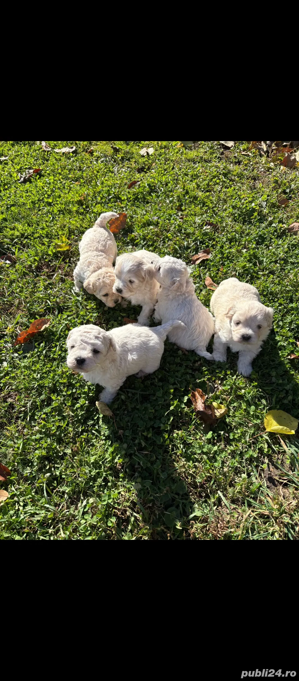 Căței bishon malteze 