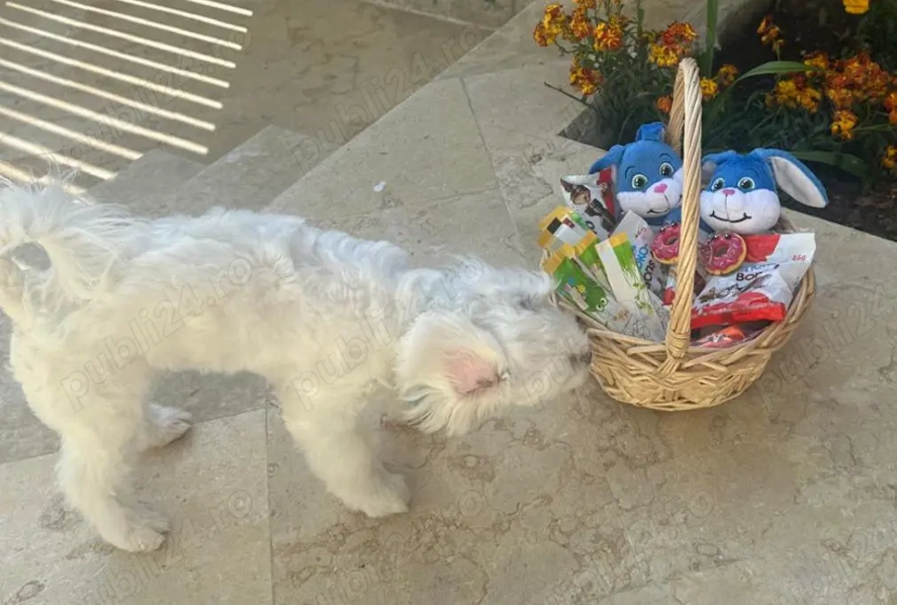 Donez bichon maltez ,mascul,12 luni carnet vaccinari la zi,analize sange la zi ,cip 