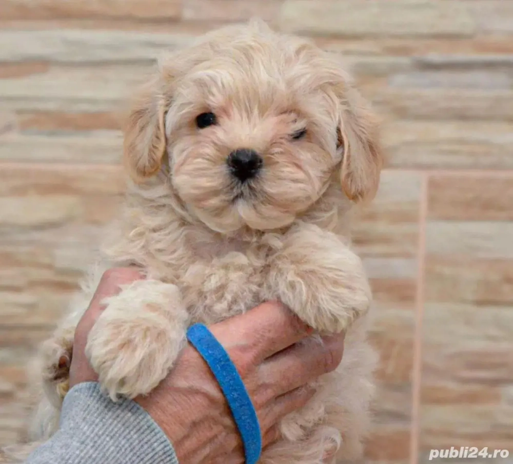 Bichon bolognese,asigur transport!