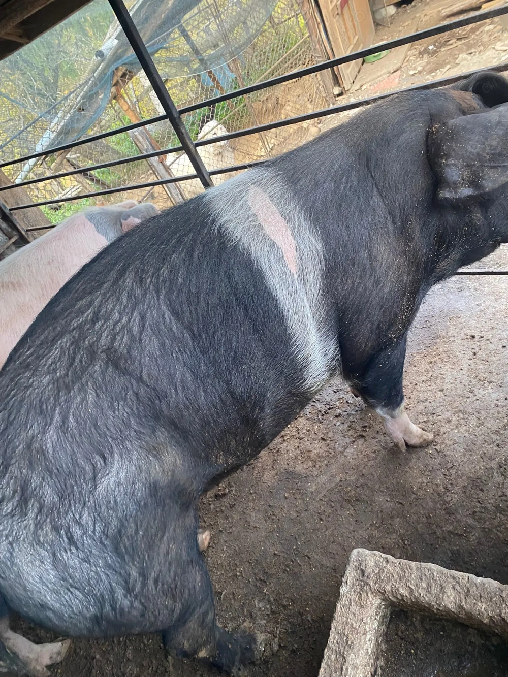 Vând purcica crescută în gospodărie, natural 