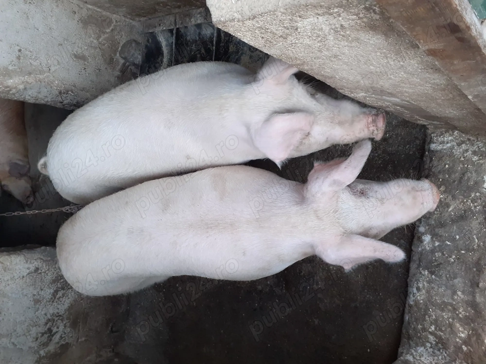 Porci de vânzare 