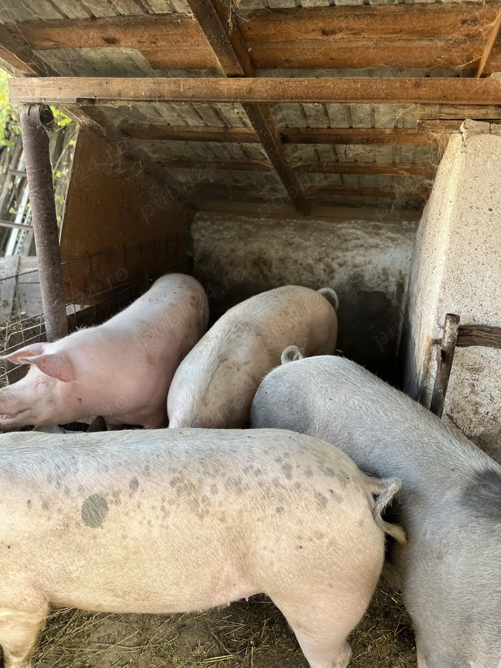 Porci pentru Crăciun 