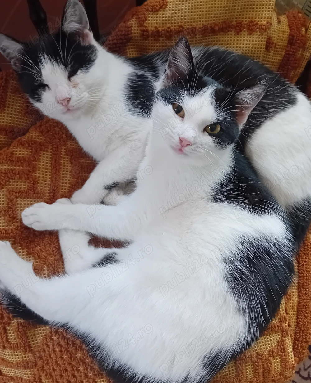 Donez motanel si pisicuta