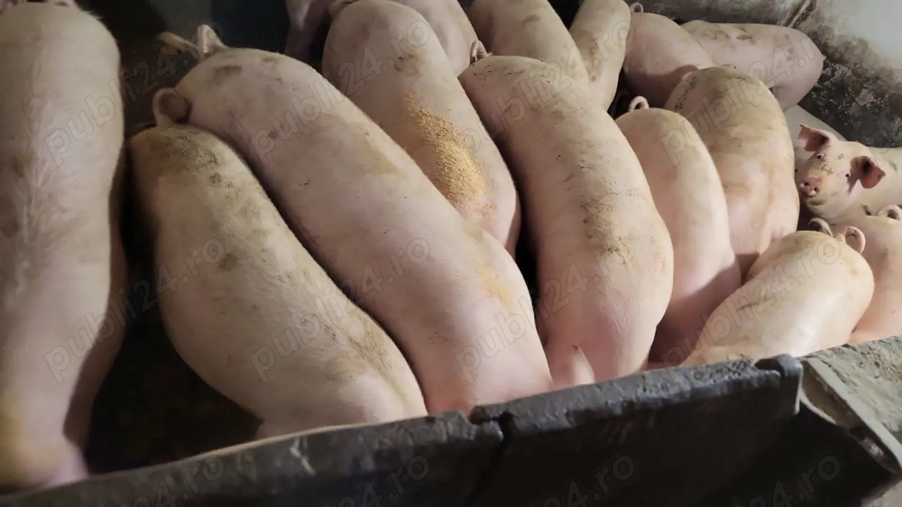 Porci de vinzare 60-110 kg