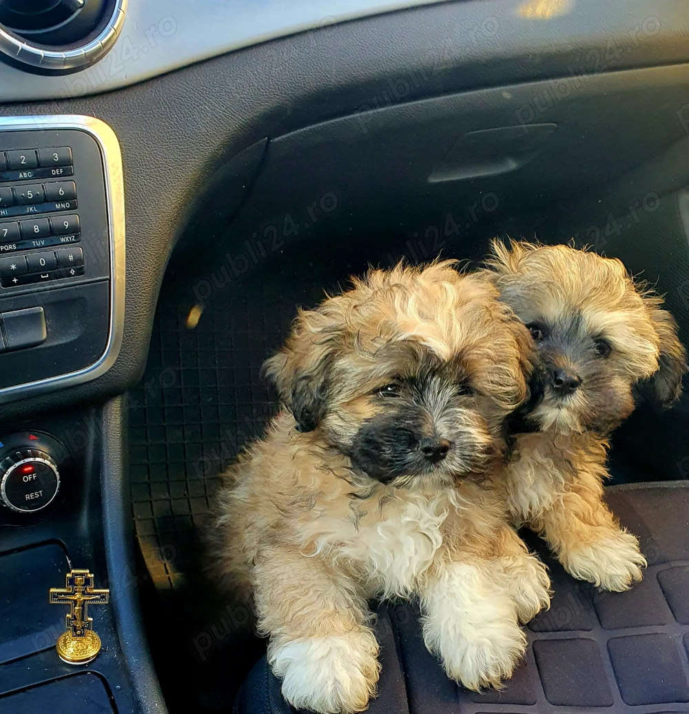 Shih tzu Femelă mascul