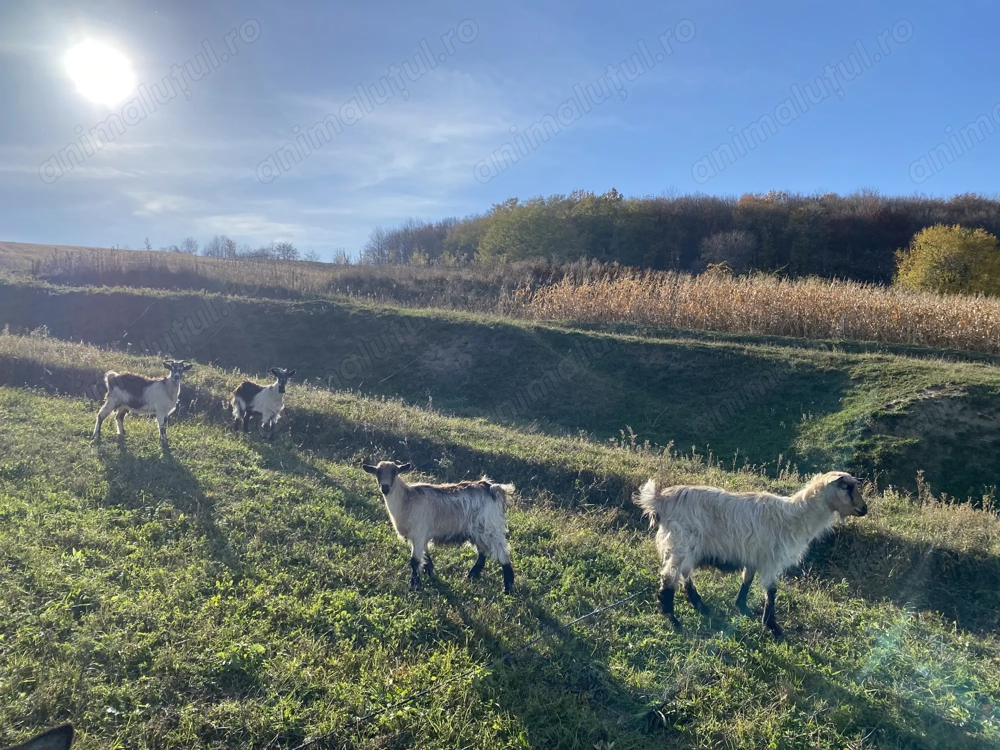 De vânzare căprițe adulte, țap de sămânță, ieduțe din acest an. 