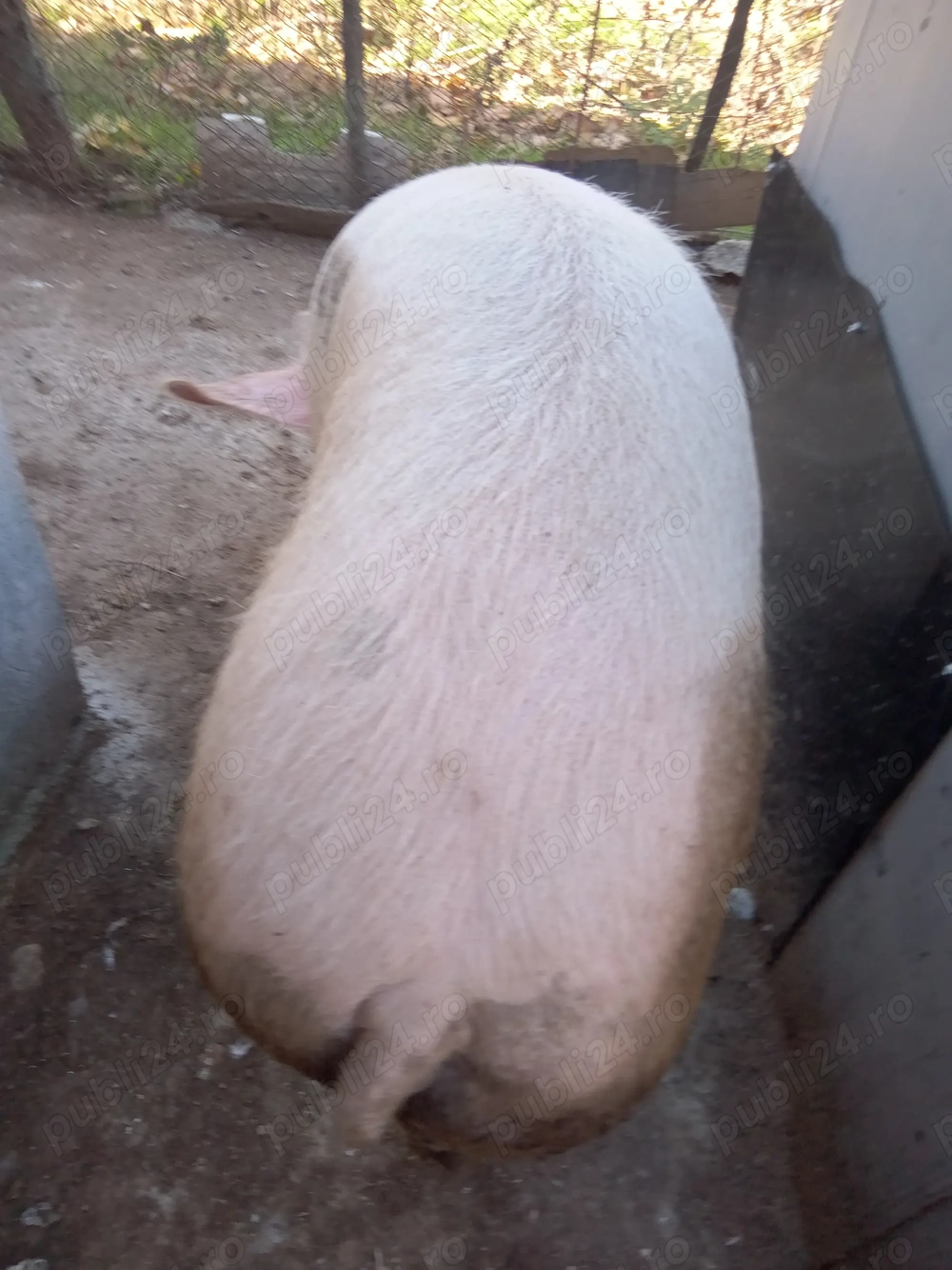 Vând jumătate porc pentru Crăciun 