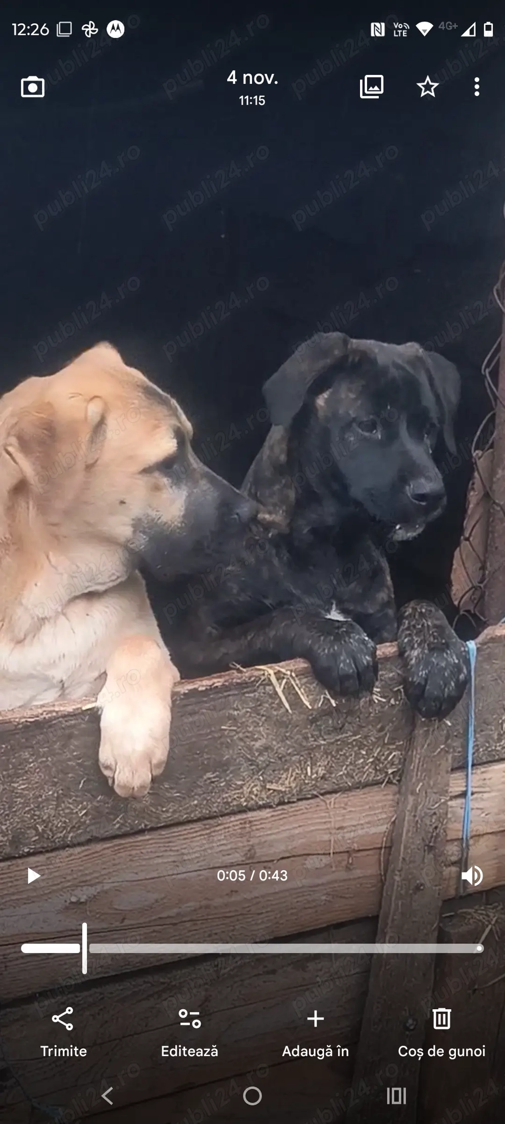 Vând cățelușa cane Corso 