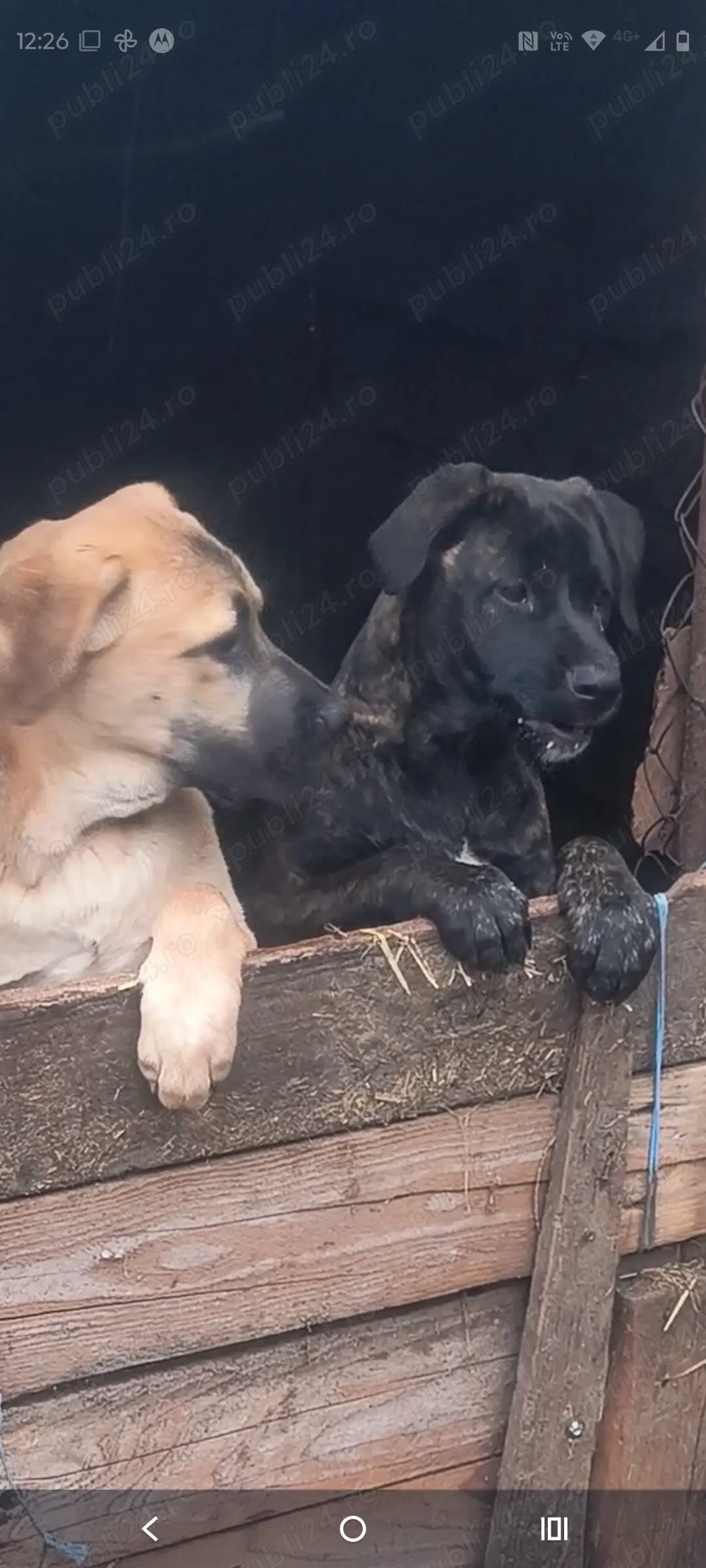 Vând cățelușa de cane corso 