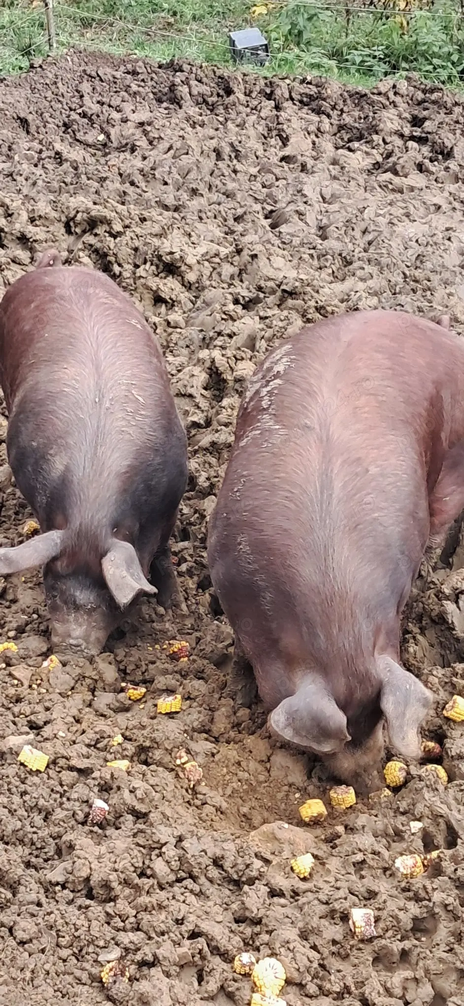 Vând porci de carne