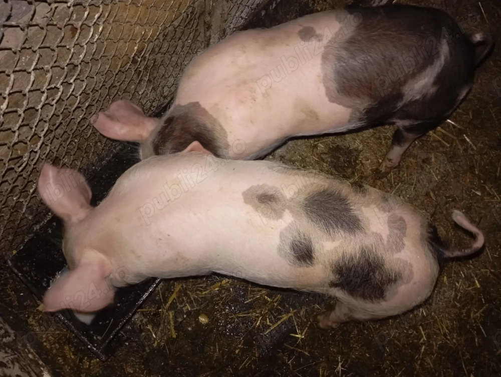 Purcei de vanzare!!! 