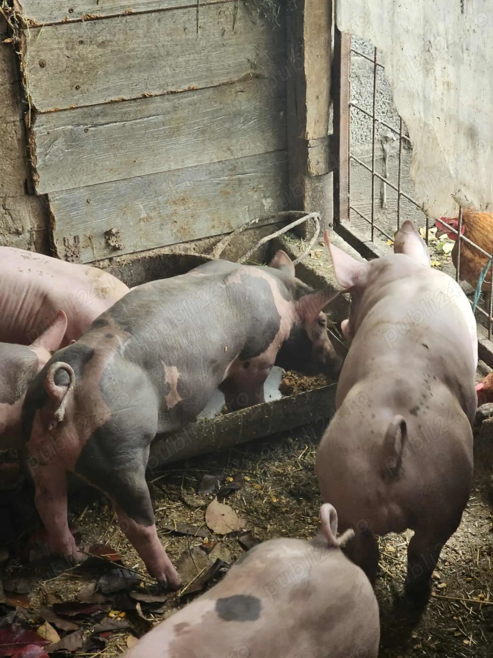 Purcei Pietran Belgian 