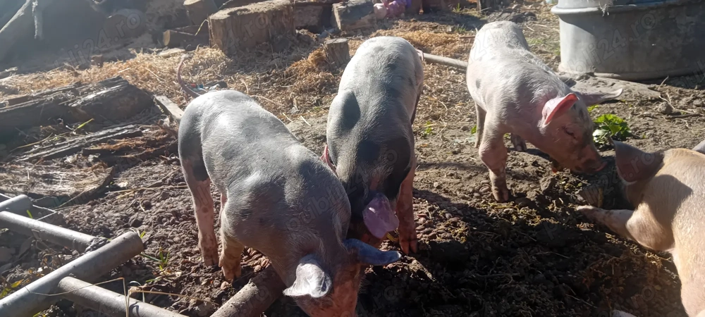 Purcei 35-40kg vaccinați!  