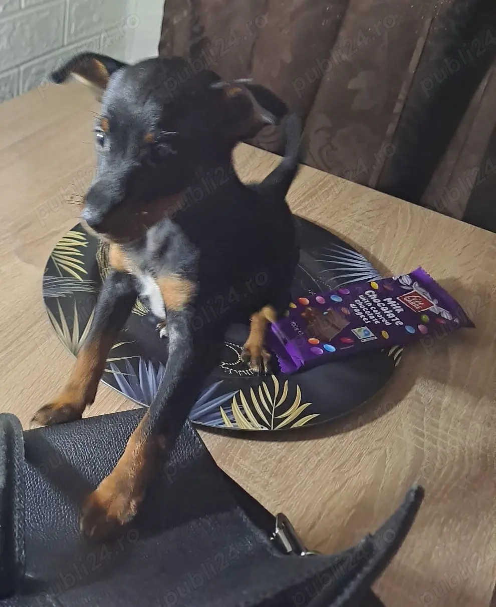 Vând cățel rasa pinscher pitic