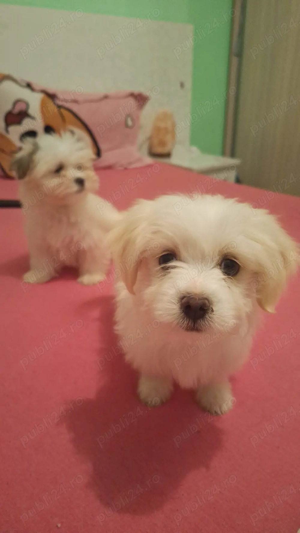 Vand 2 fetite rasa Bichon Havanez