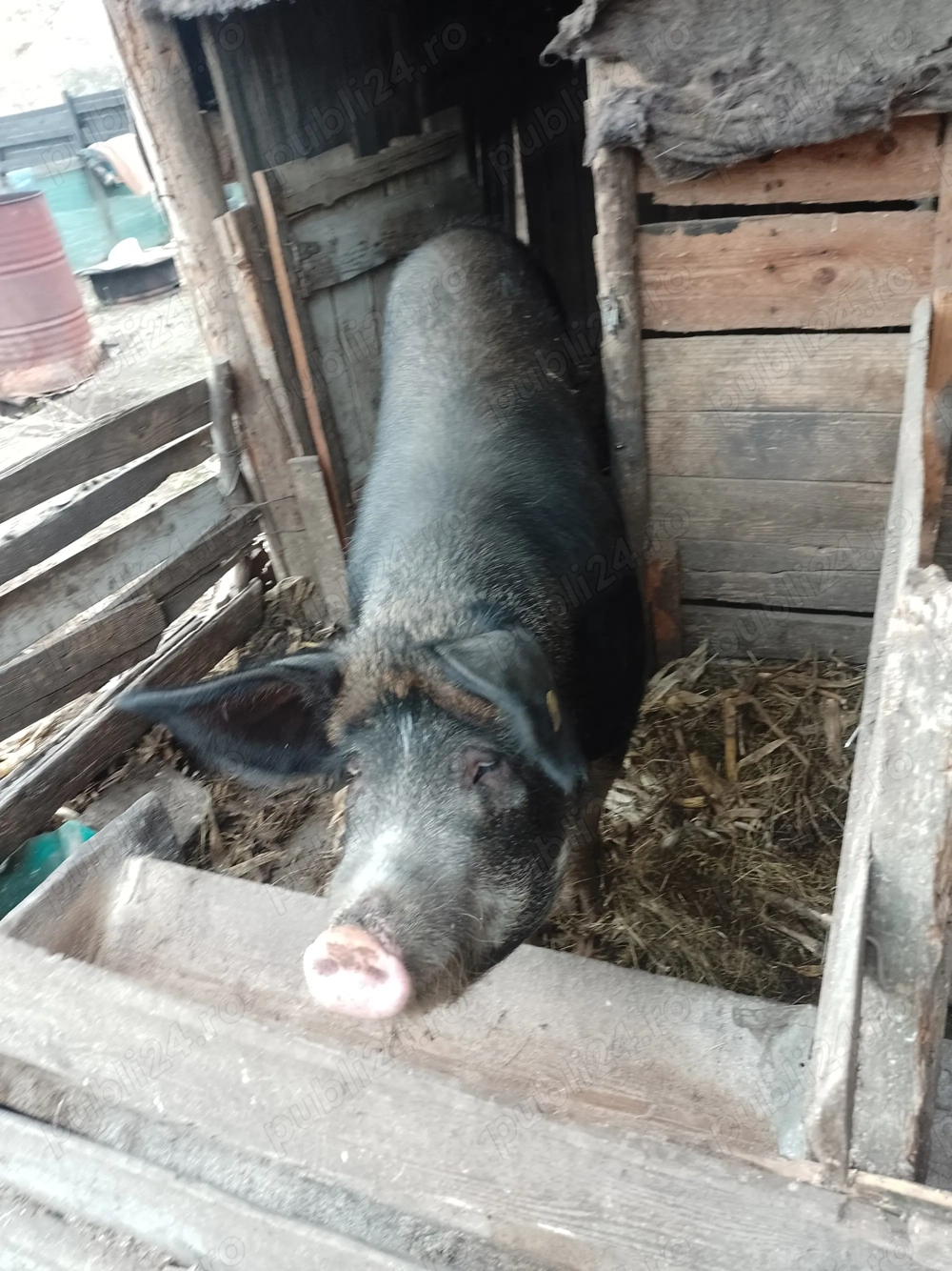 Porci de Crăciun 14 lei kg 