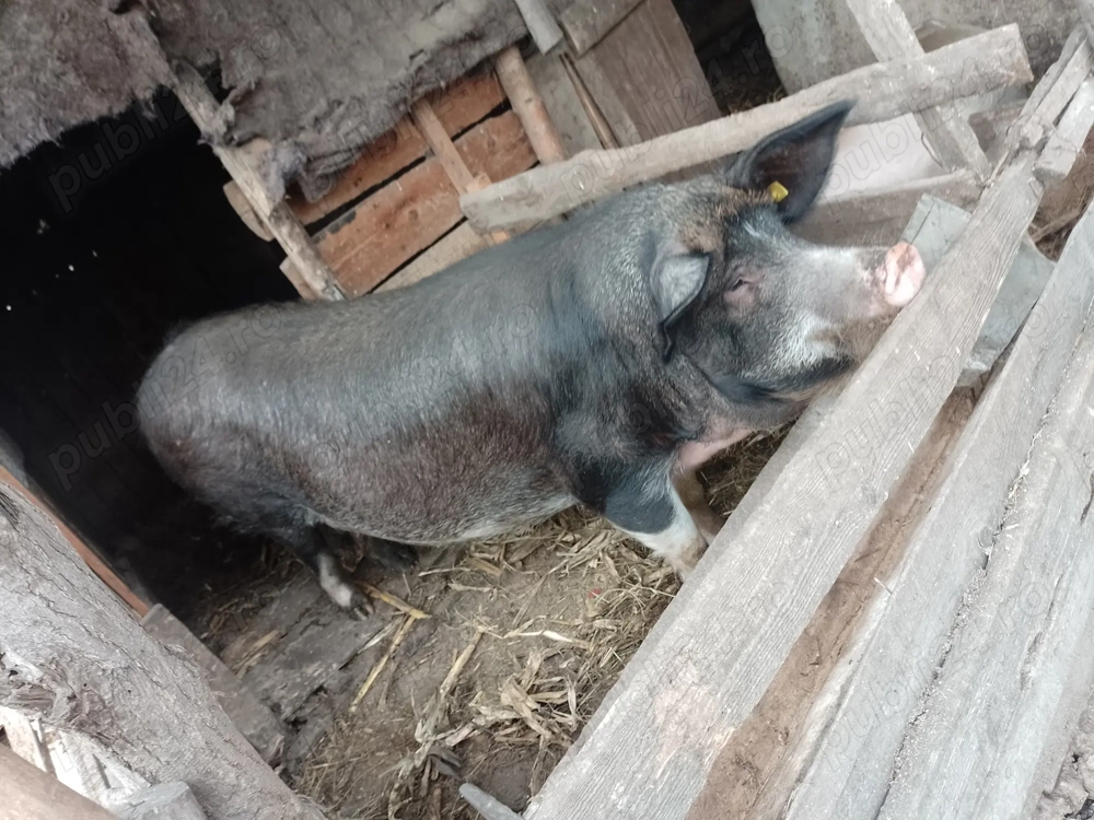 Porci 170 kg ,preț negociabil fără bișnițari
