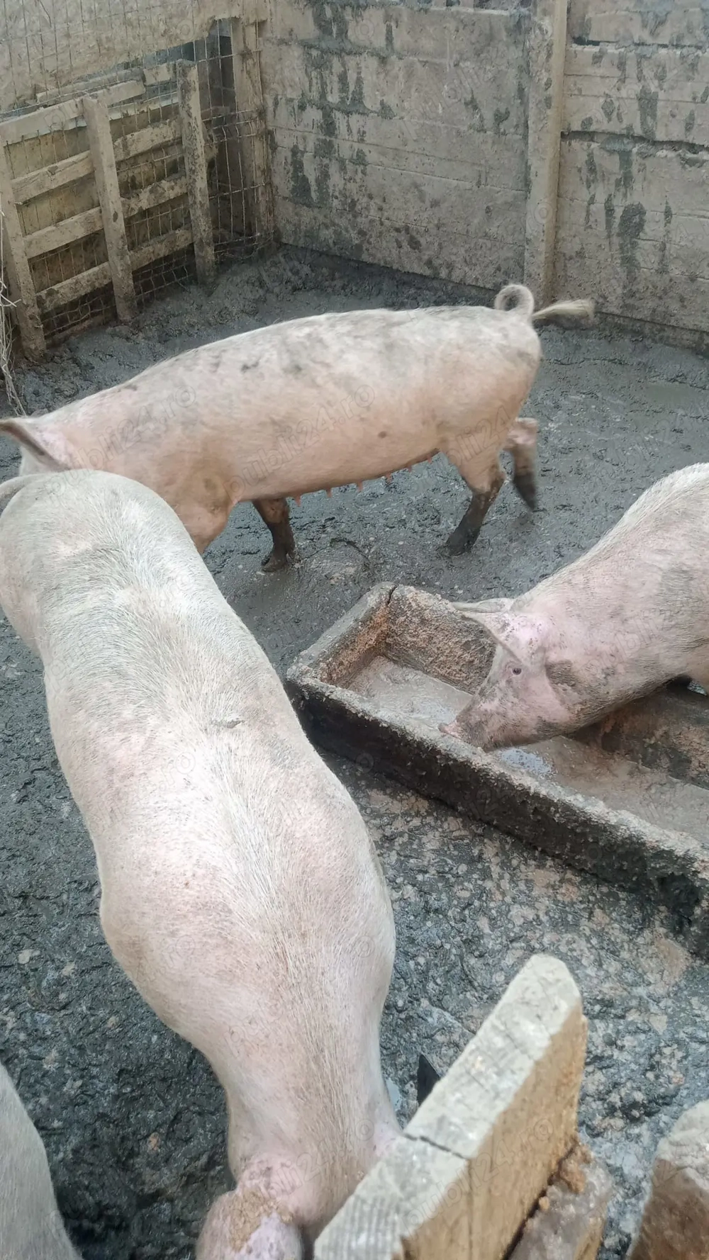 Porci si purceii Mofleni Dolj Craiova 