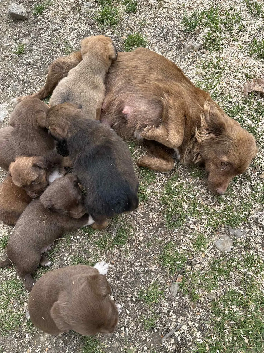 Donez catelusi  de talie mica
