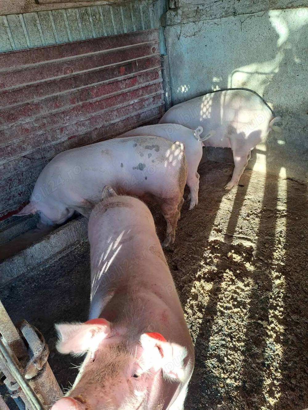 Vând porci pentru sacrificat cu posibilitate transare,spălare la fața locului