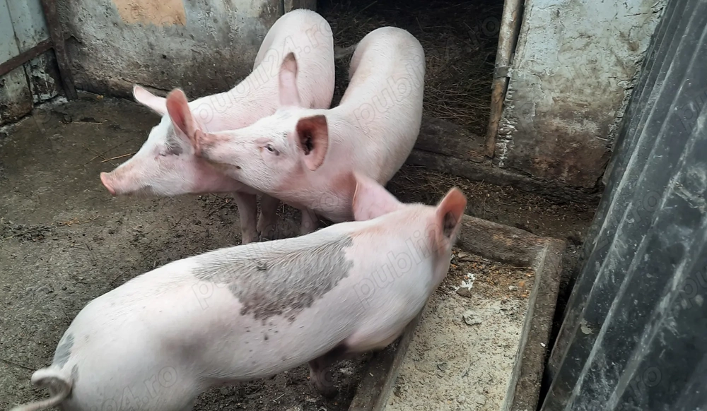 vand porcii de carne      