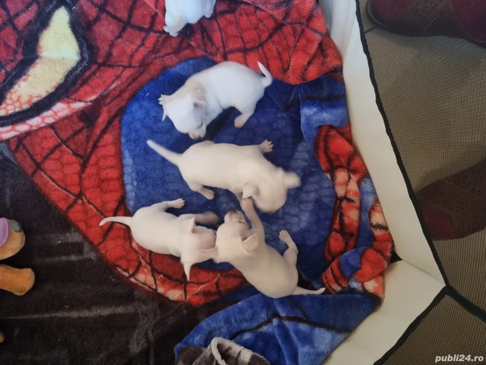 Vand catei Chihuahua