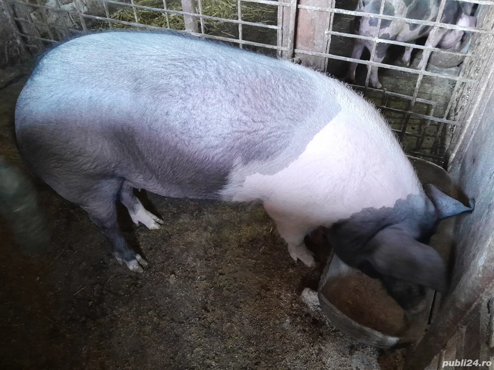 porc de vanzare 