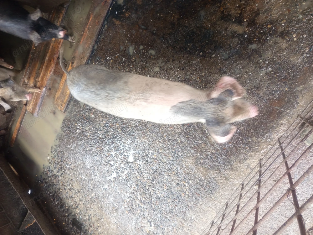 Vând sau dau la schimb 