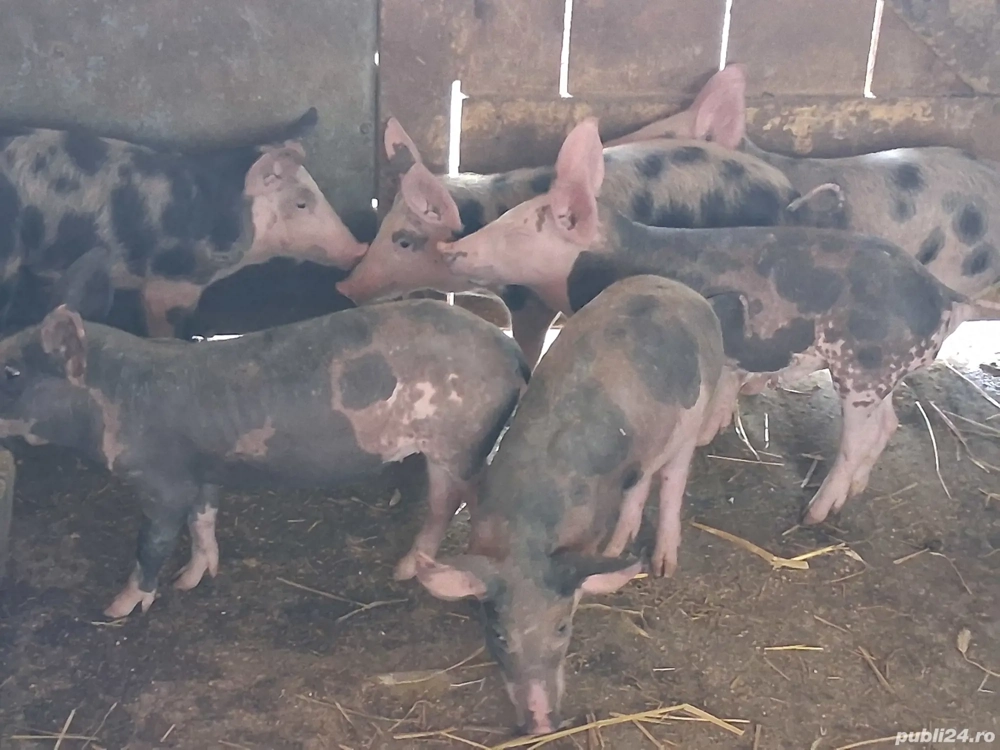 vând 6 purcei de 9-10 săptămâni 