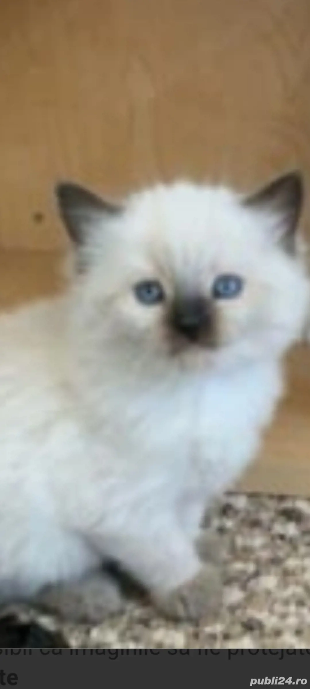 ragdoll bluepoint!!!