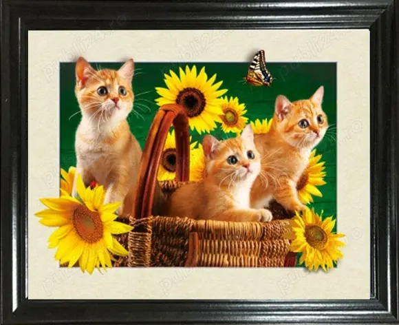 Pisici portocalii - Persana   Garfield