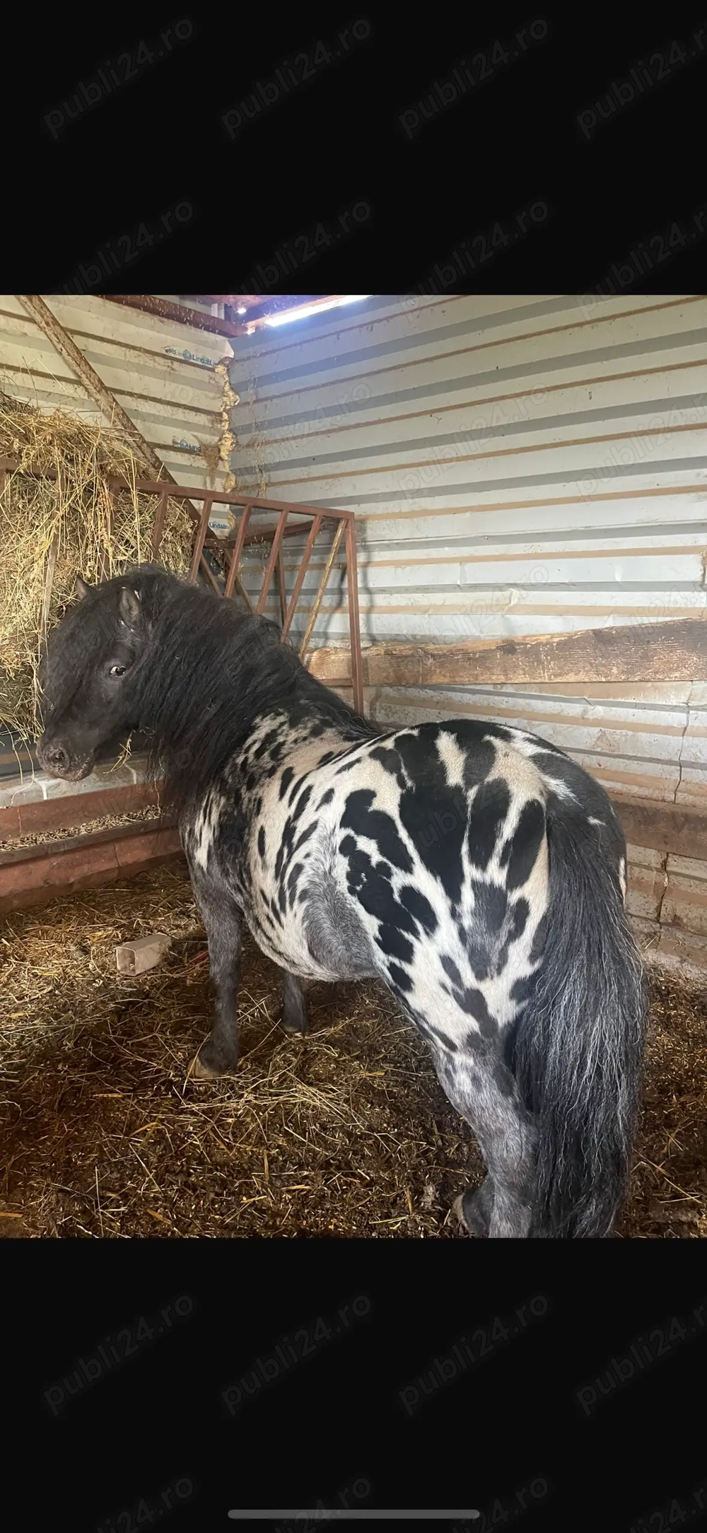 Armăsari pentru montă