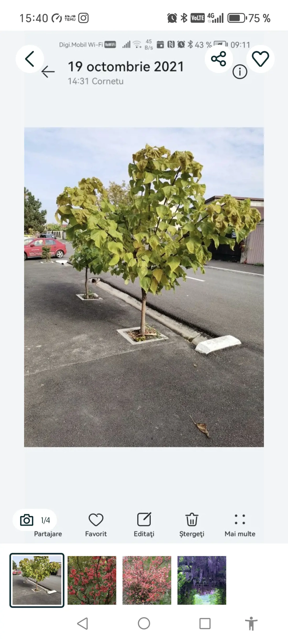 Catalpa, pawlonia....