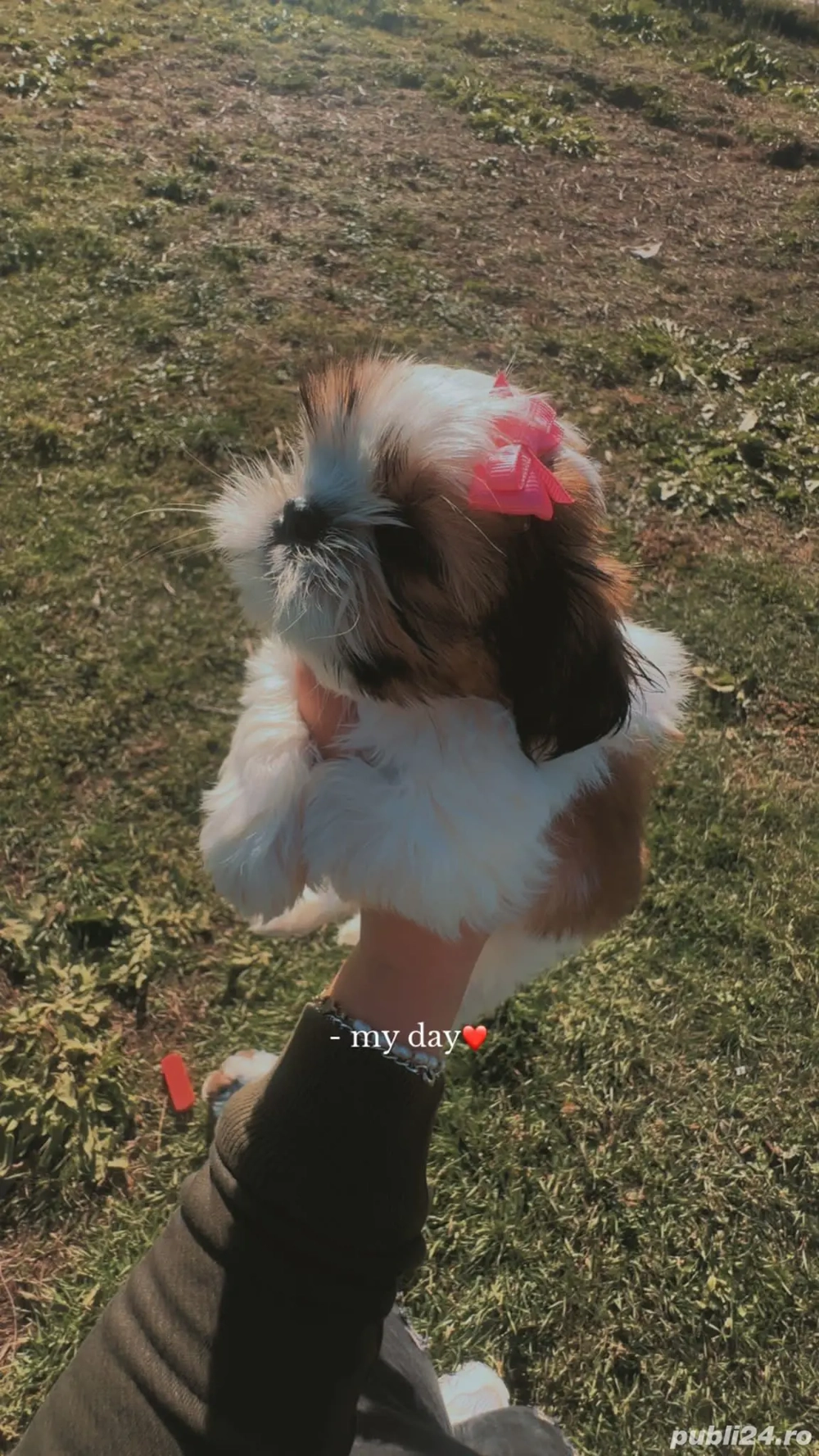 Shih tzu rasa pura