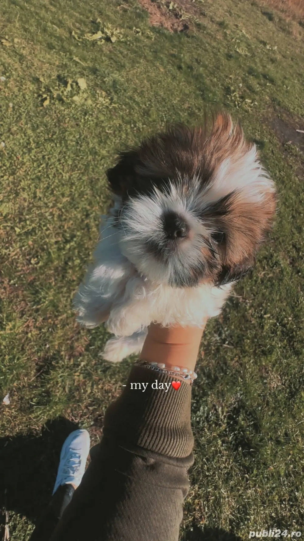 Shih tzu rasa  pura