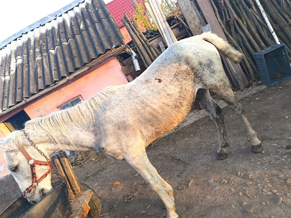 Cal, de vanzare sau schimb cu animale 