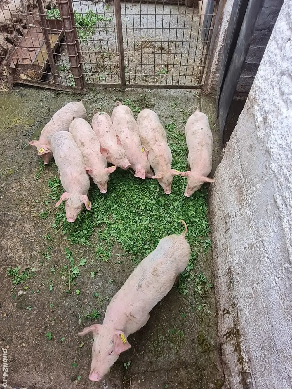 Purcei landrace cu pietrean 