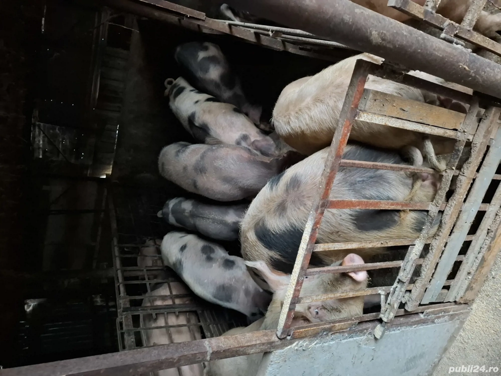 porcii pentru Crăciun 