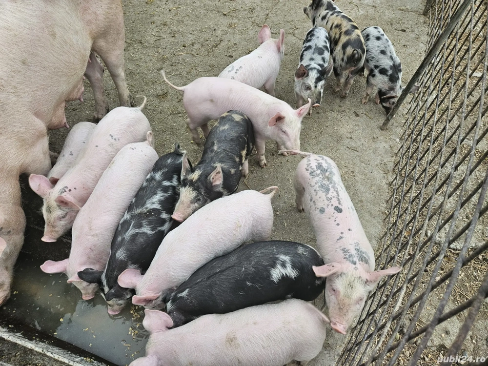 purcei si porci pentru Crăciun 13 lei kg 