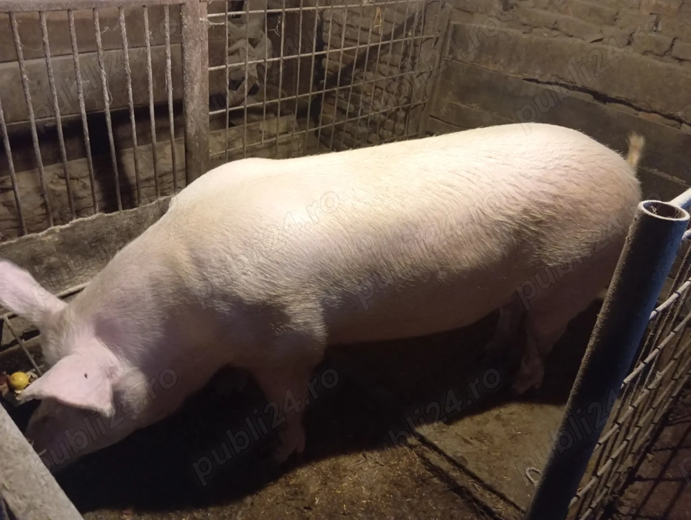 Porc devanzare.rasa marele alb.230-240kg
