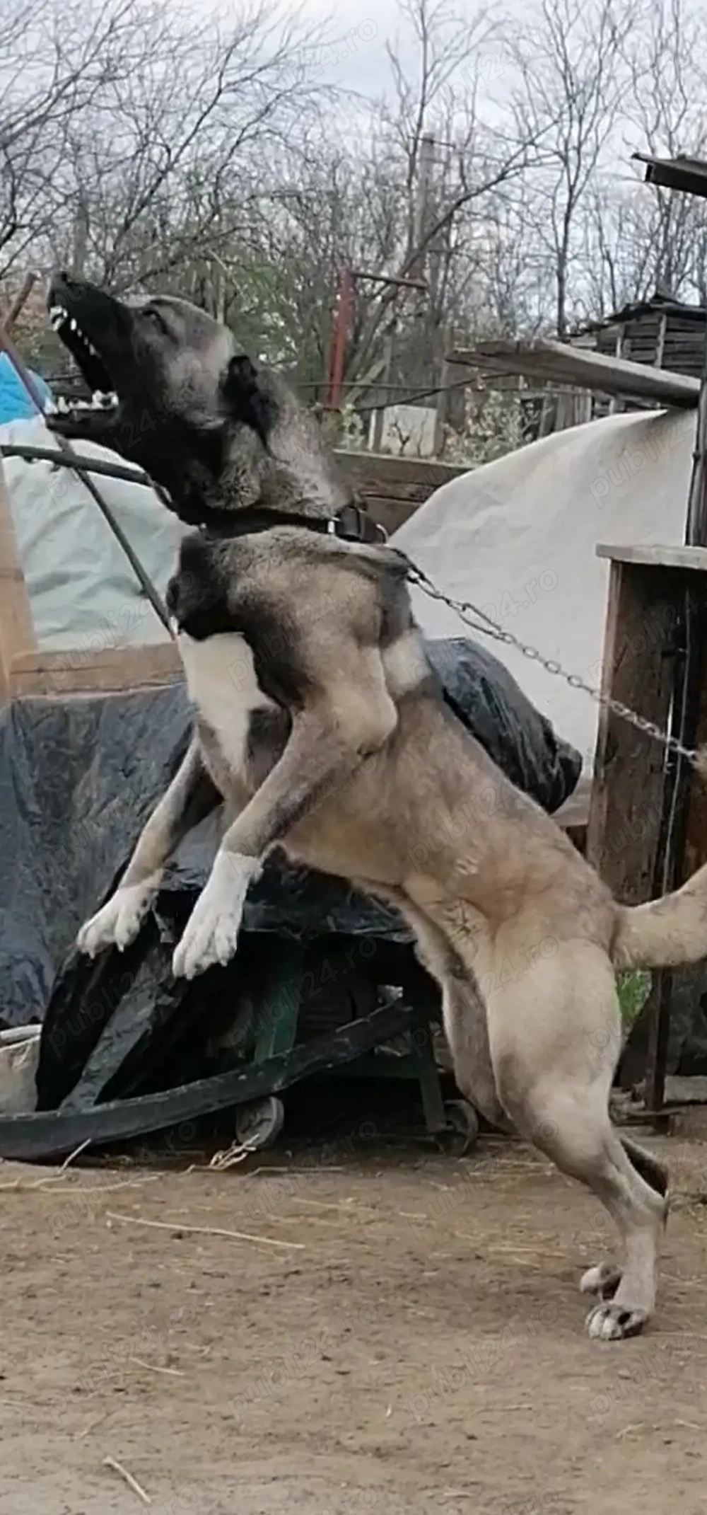 Kangal 2 fetite de 7 săptămâni 