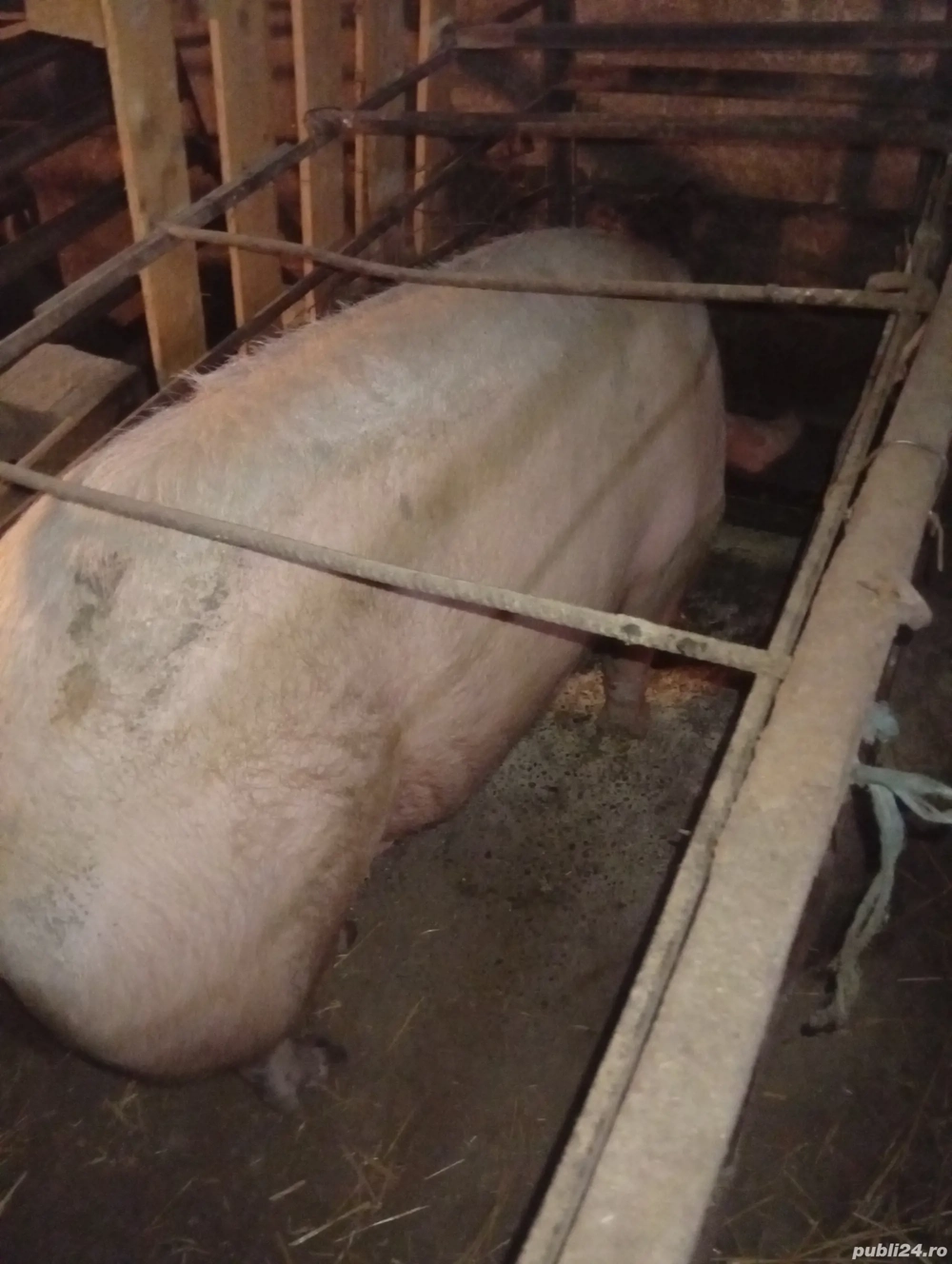 porc de vanzare 